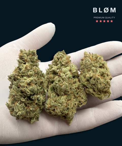 Northern Light CBD Flower - CBD Blom