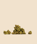 Amnesia Haze CBD Small Buds Autumn Promo - CBD Blom